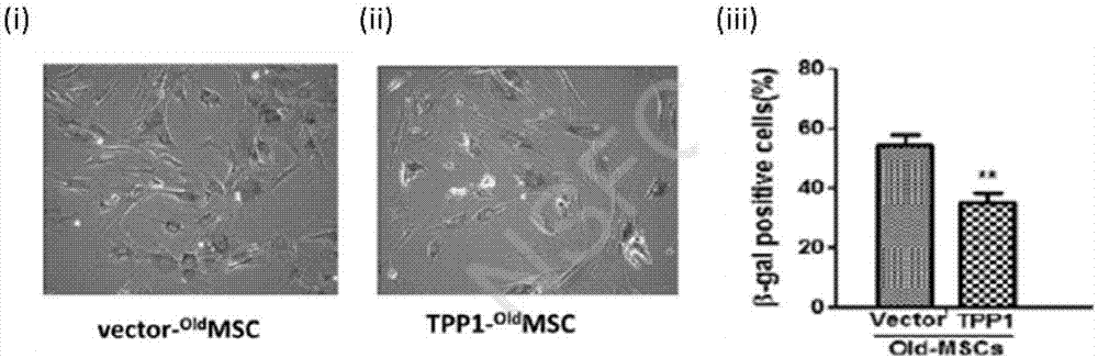 Method for improving senescence state of mesenchymal stem cells of aged rats