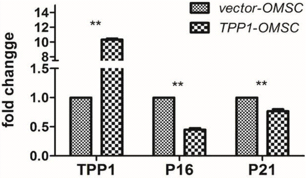 Method for improving senescence state of mesenchymal stem cells of aged rats