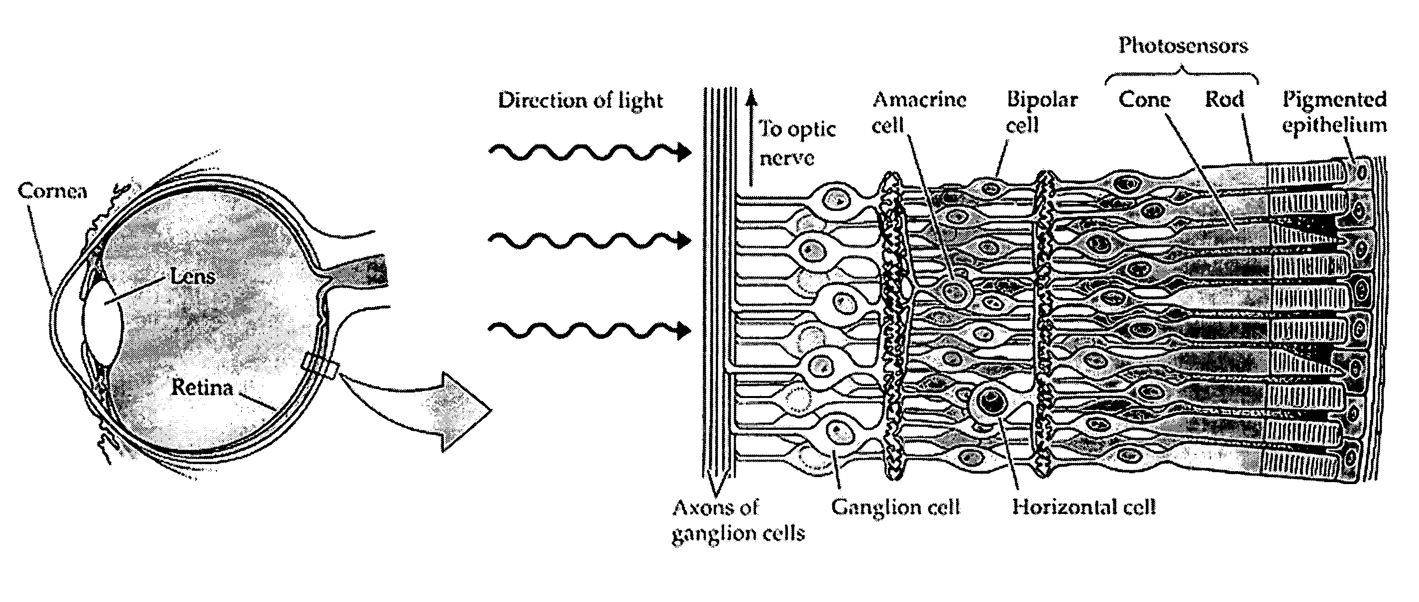 Thin film optical detectors for retinal implantation and methods for making and using same