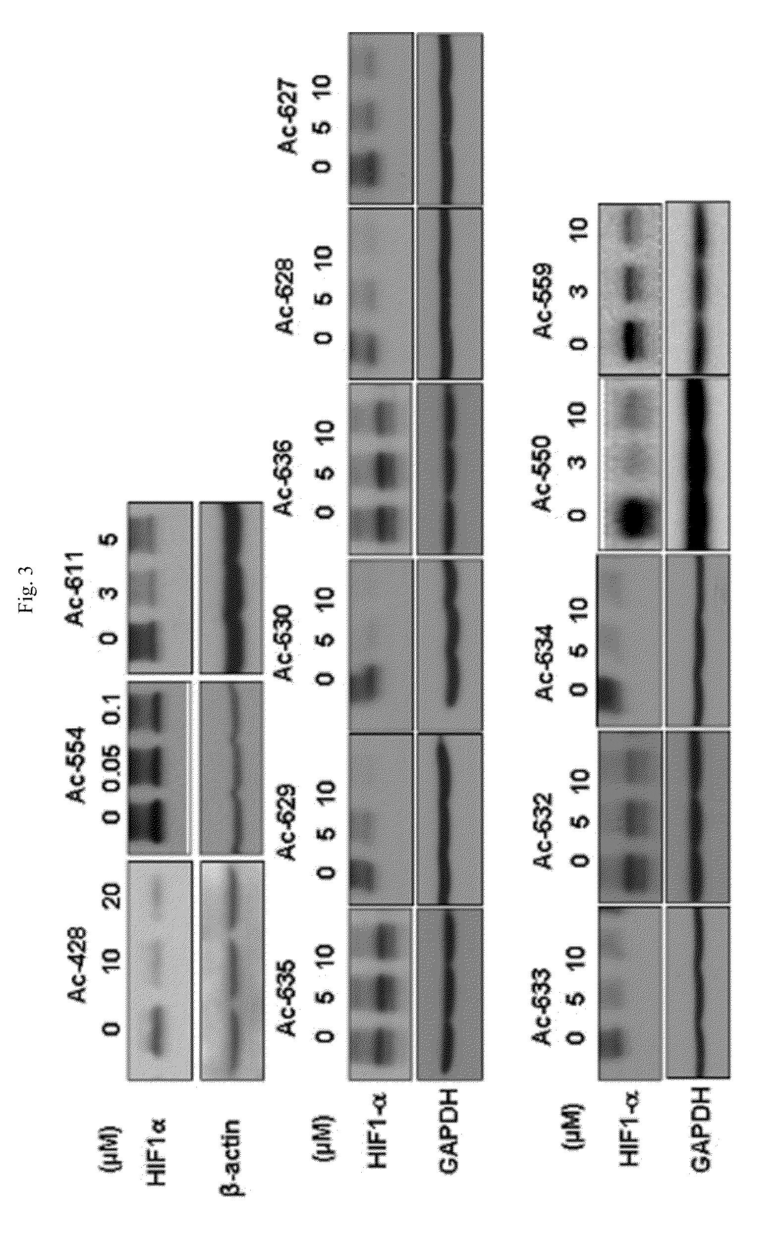 Aryloxy phenoxy acrylic compound having HIF-1 inhibition activity, method for preparing same, and pharmaceutical composition containing same as an active ingredient