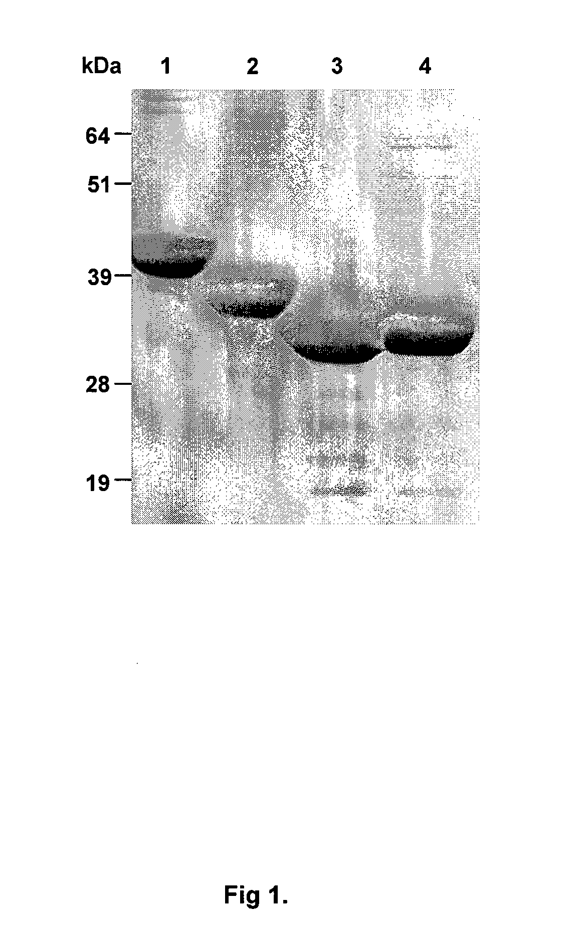 Treatment or prevention of infection