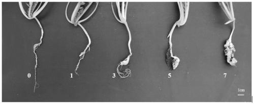 Method for identifying clubroot resistance of radishes