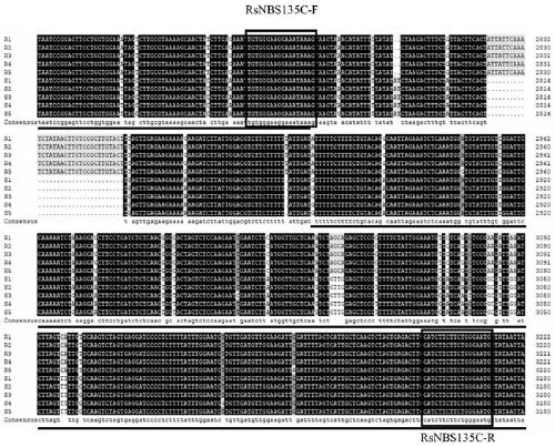 Method for identifying clubroot resistance of radishes