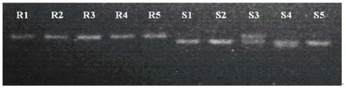 Method for identifying clubroot resistance of radishes