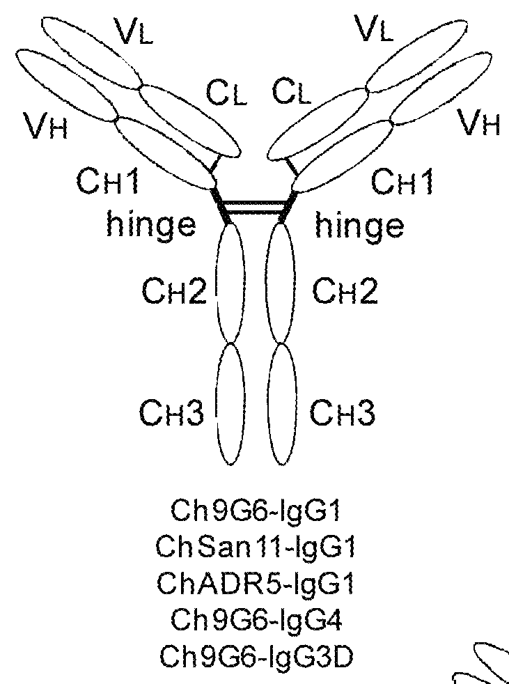 Hybrid constant regions