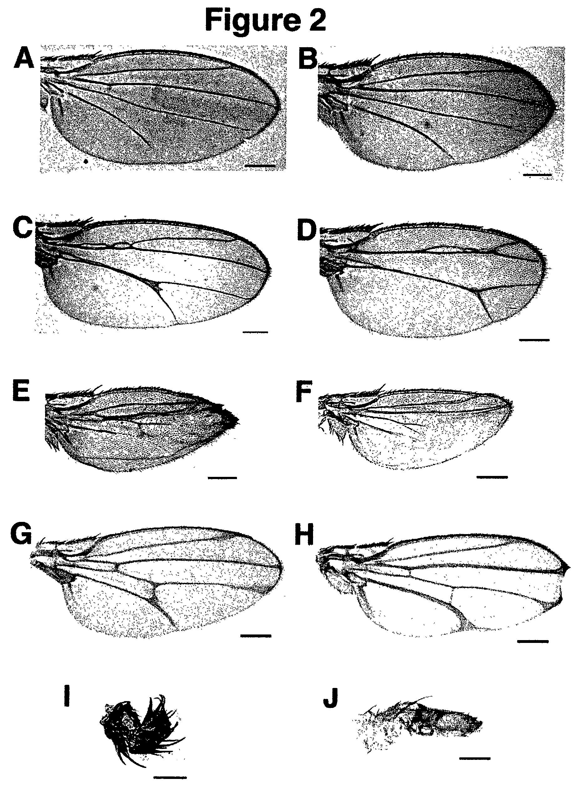 Method for generating overexpression of alleles in genes of unknown function