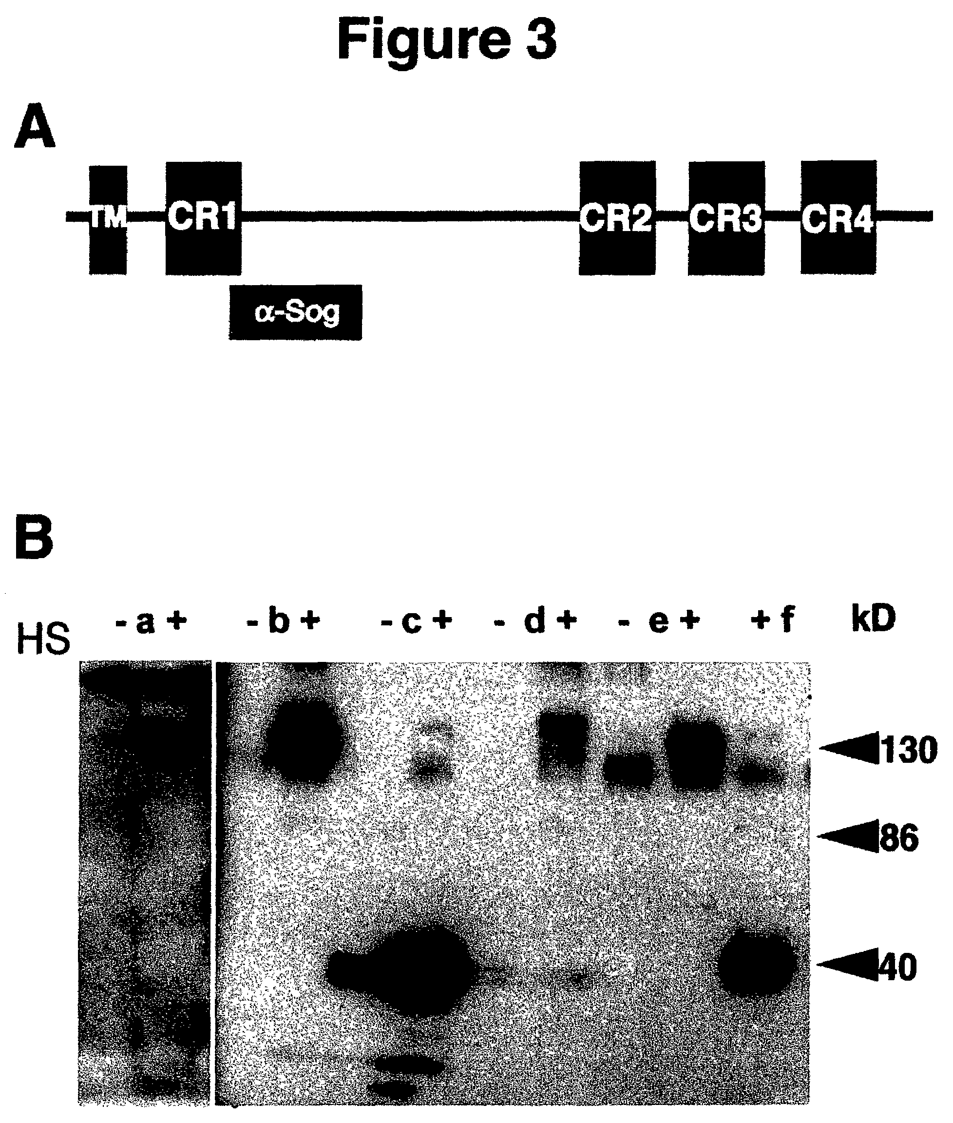 Method for generating overexpression of alleles in genes of unknown function