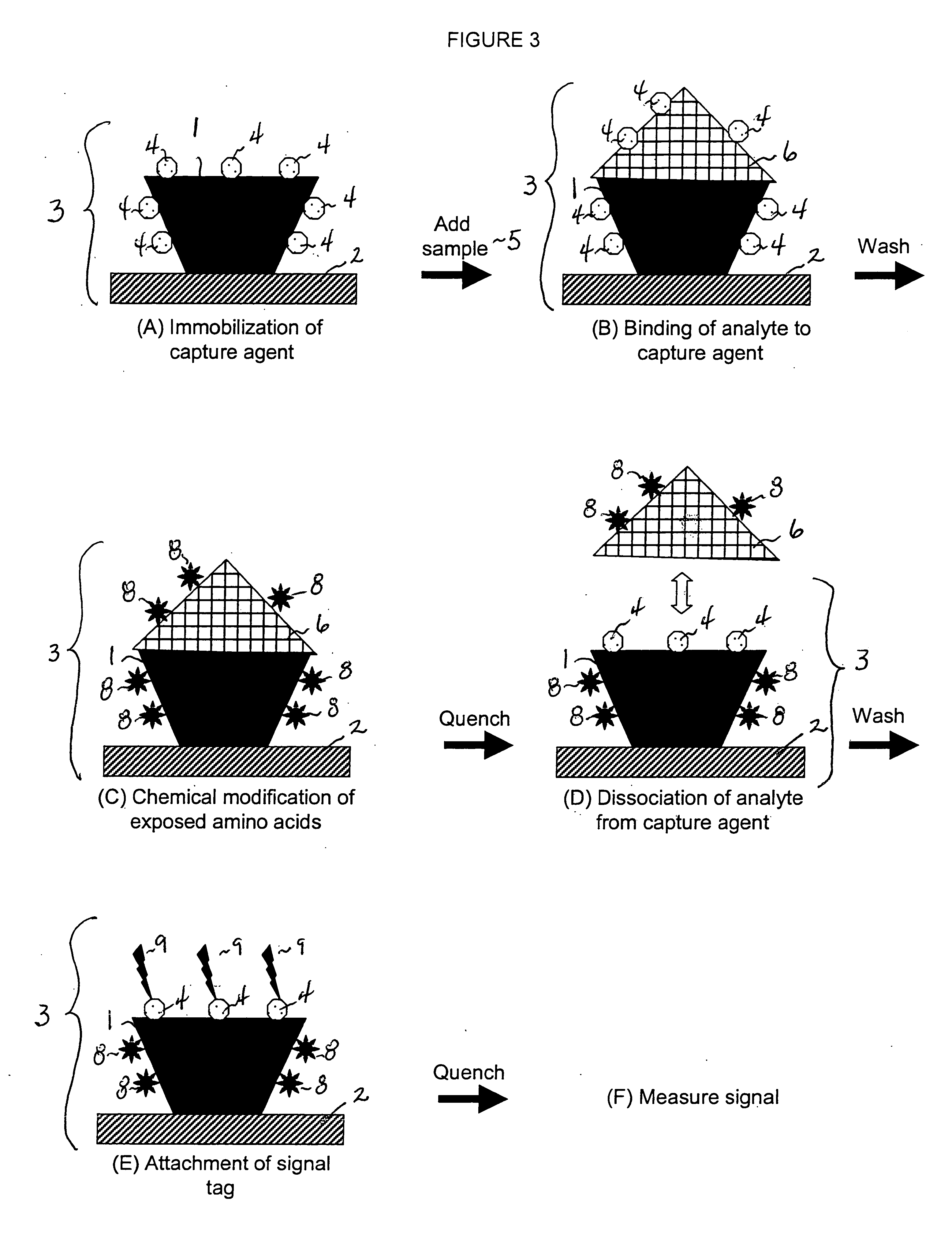 Quantitative protein assay using single affinity capture agent for identification and detection