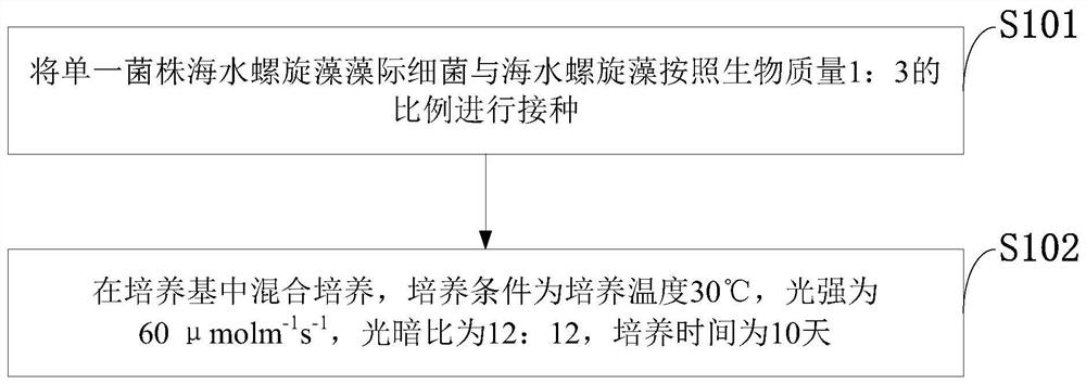 Seawater spirulina-phycomycetes symbiotic system, construction method and application