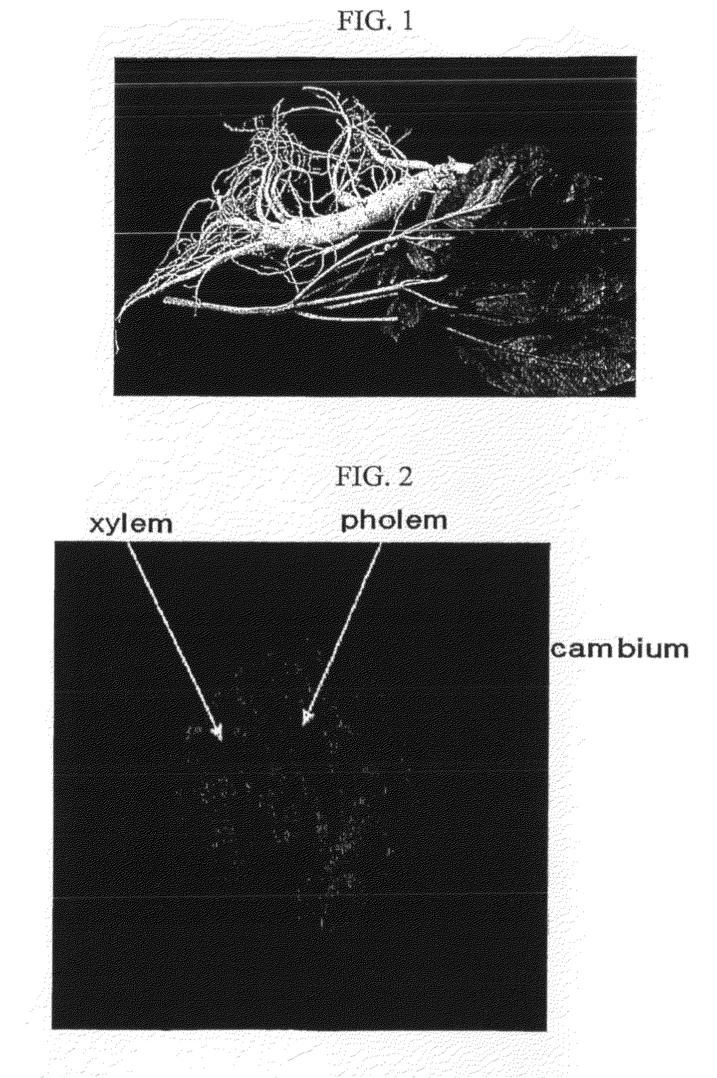 Plant stem cell line derived from cambium of herbaceious plant with storage root and method for isolating the same