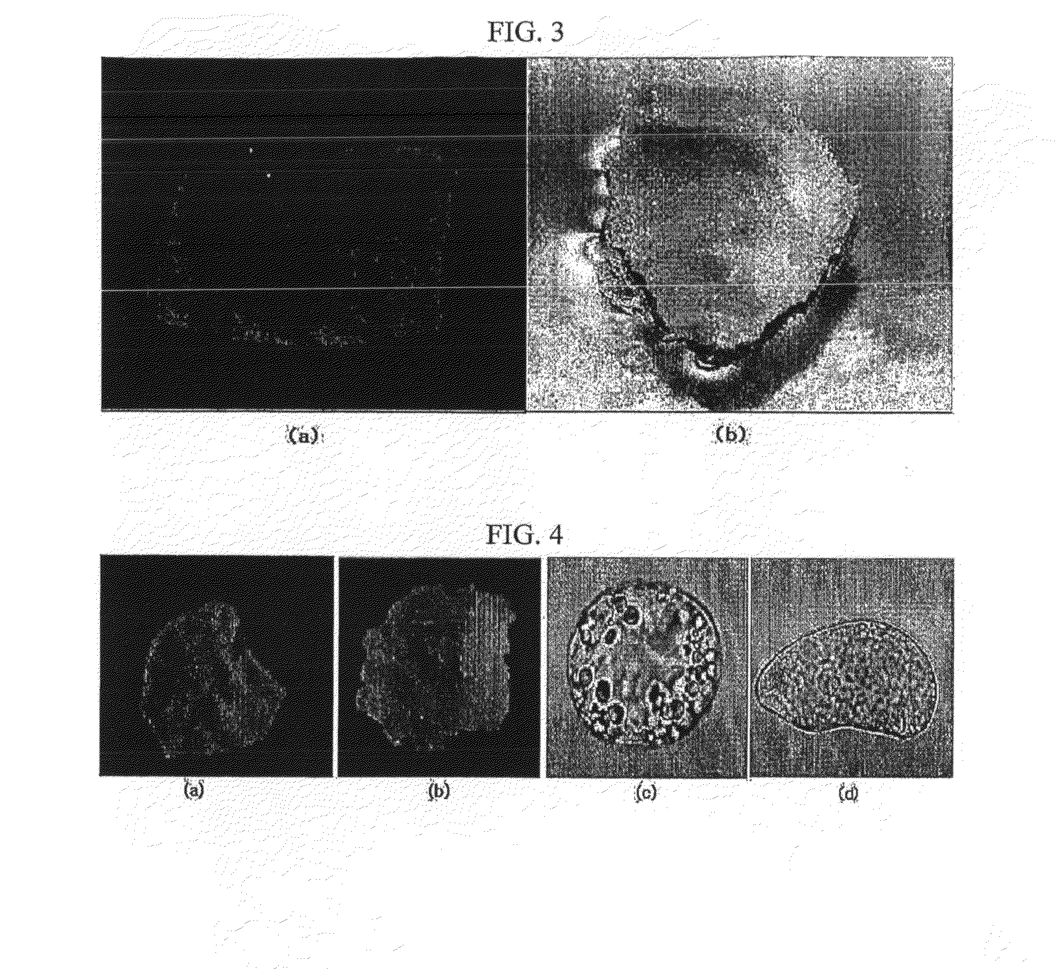 Plant stem cell line derived from cambium of herbaceious plant with storage root and method for isolating the same