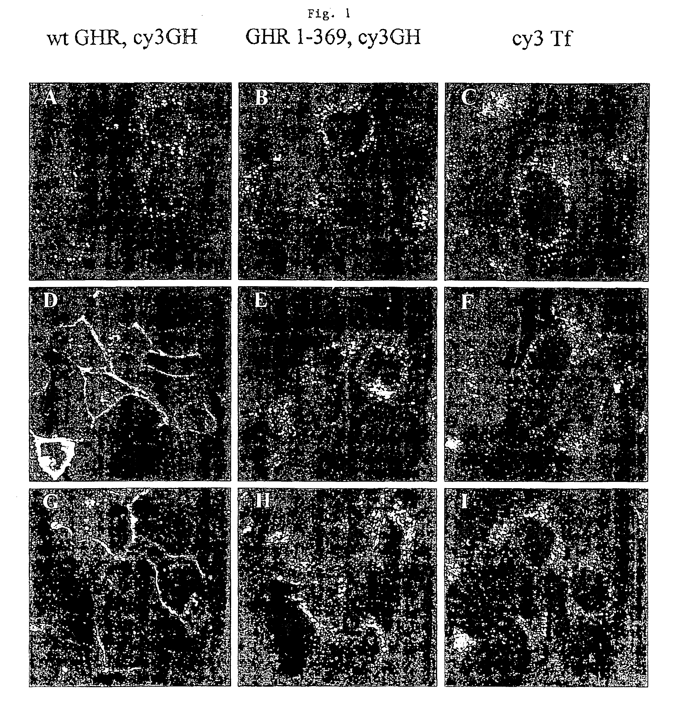 Controlling availability or activity of proteins by use of protease inhibitors or receptor fragments