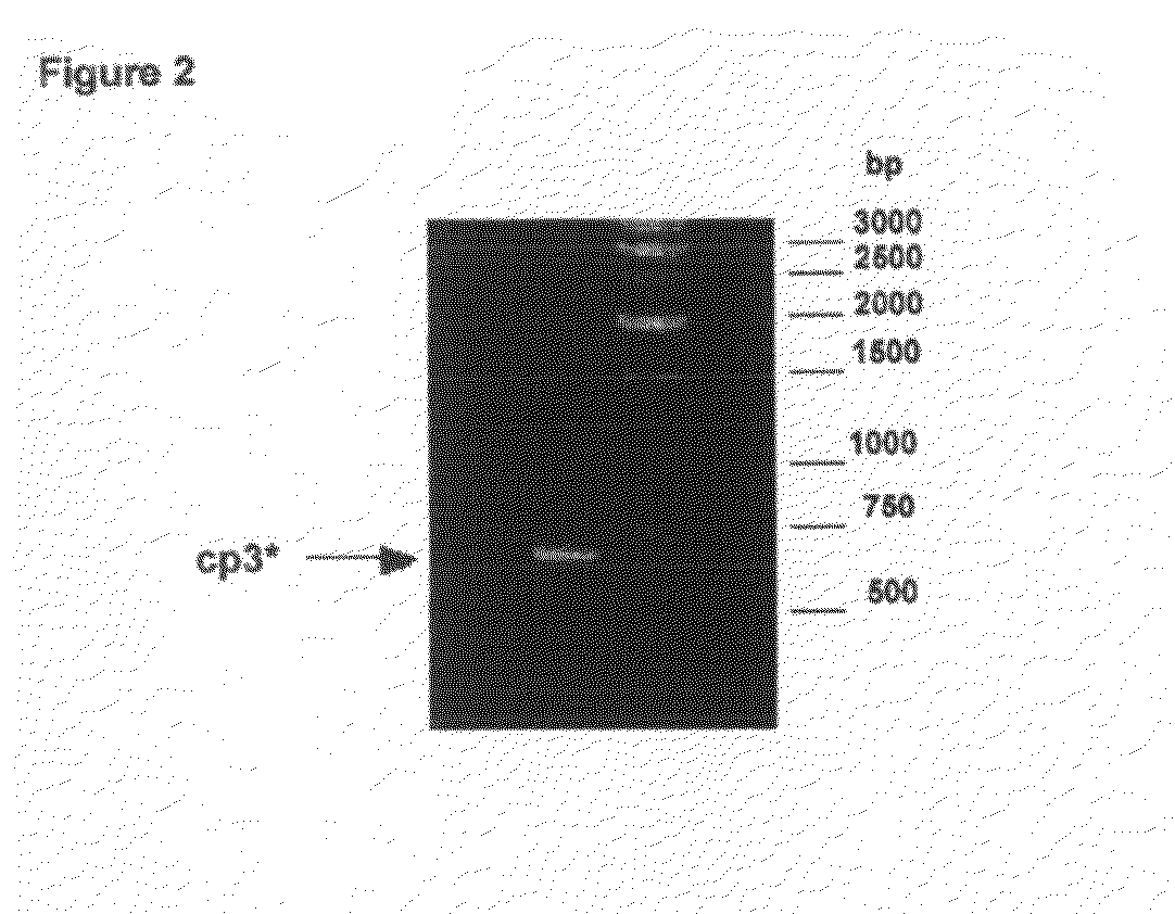 Novel Phage Display Technologies