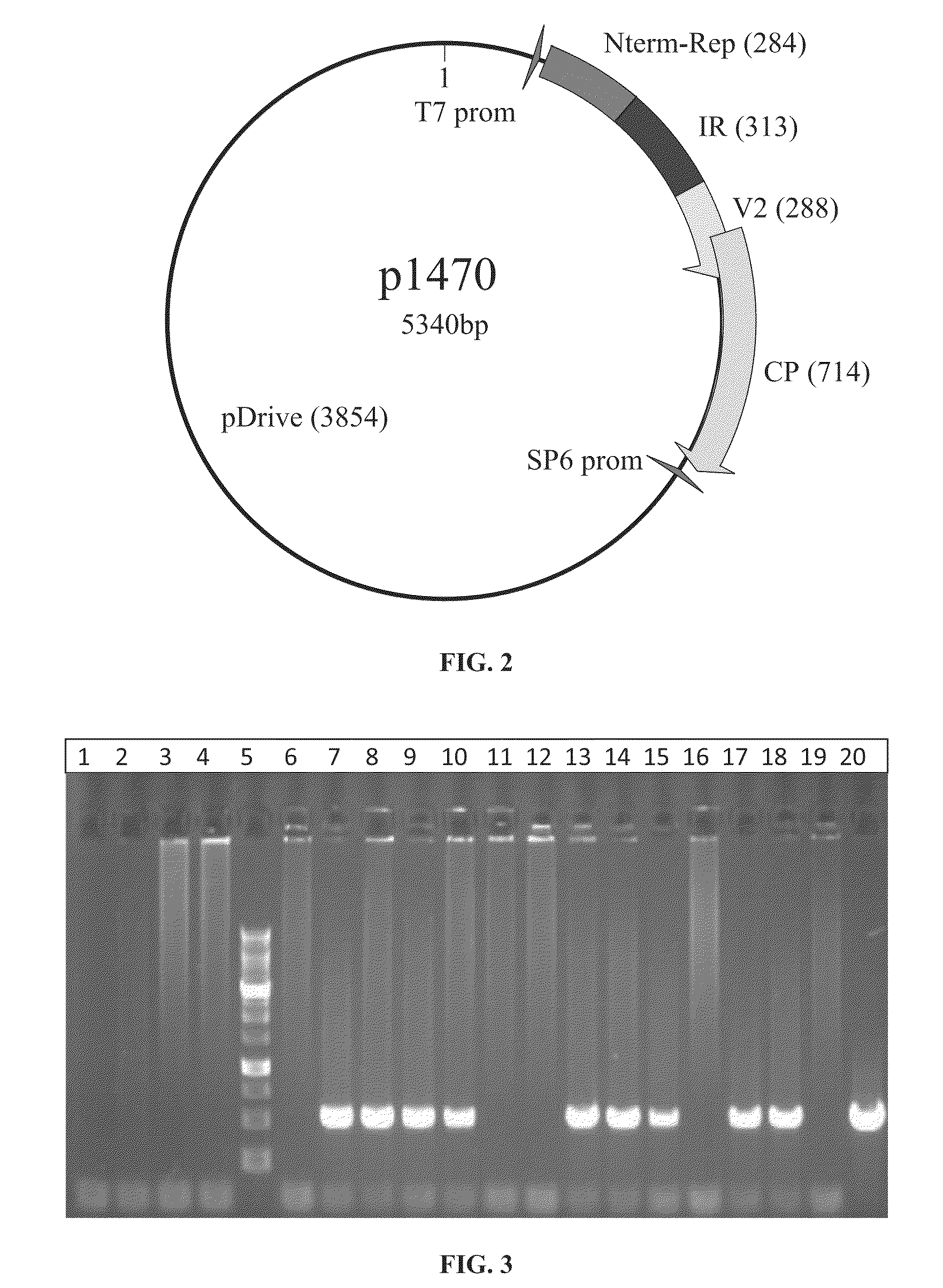 Methods and compositions for the delivery of nucleic acids to seeds