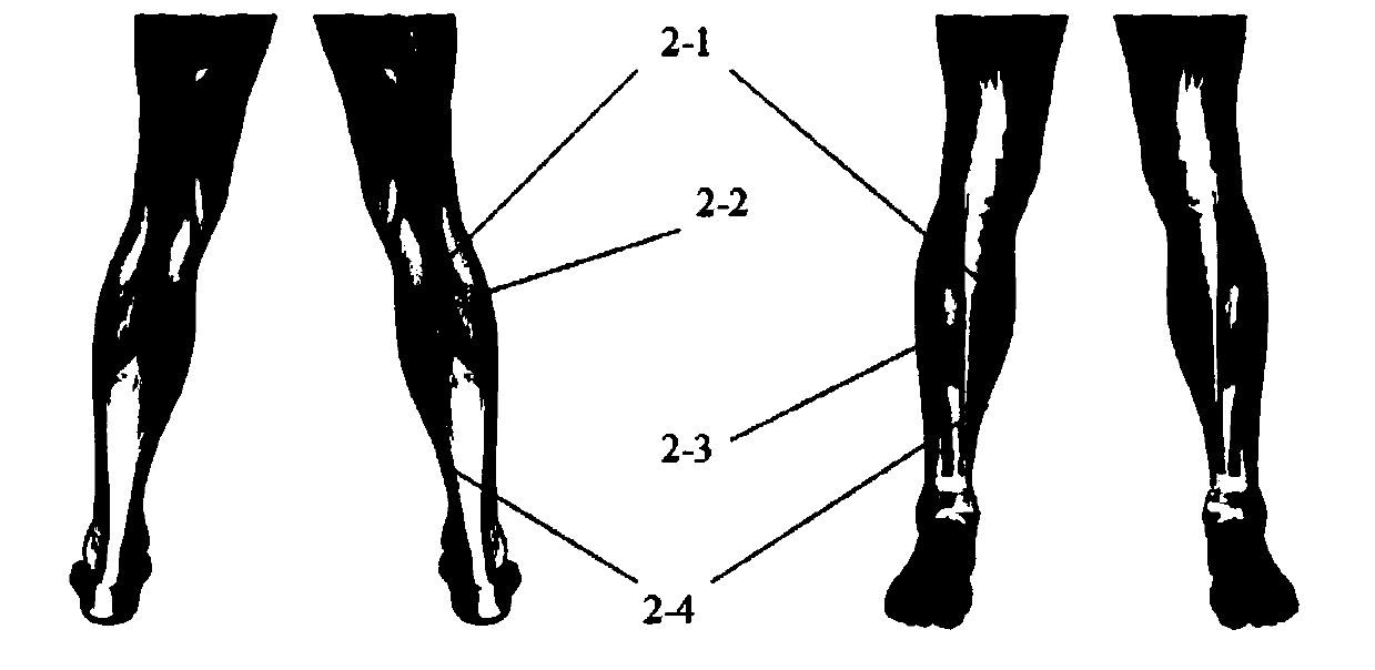 Rehabilitation robot control method based on joint stiffness and muscle fatigue