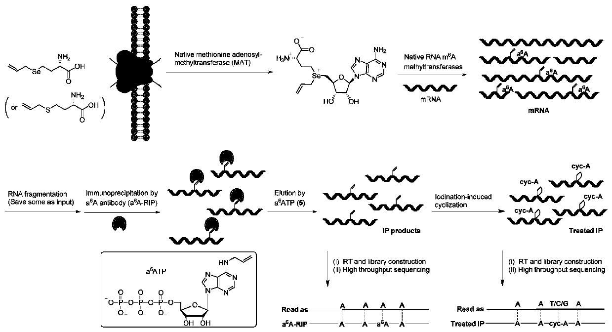 Method and kit for detecting RNA N6-methyladenosine modification at single-base resolution in range of whole transcriptome