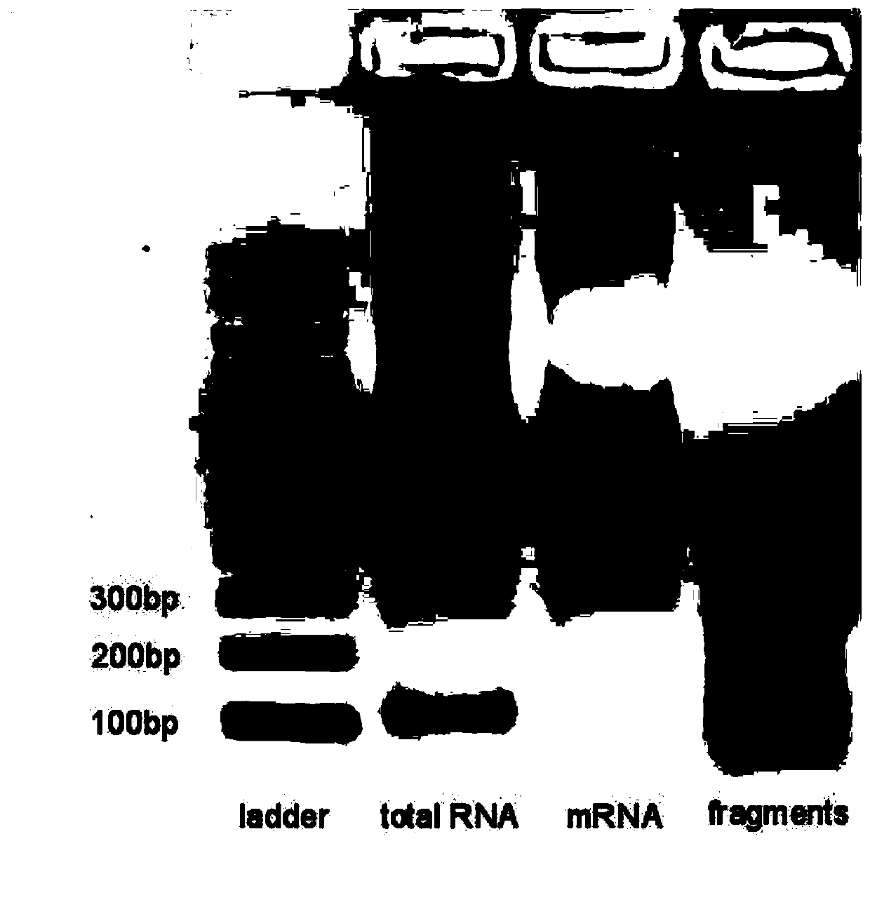 Method and kit for detecting RNA N6-methyladenosine modification at single-base resolution in range of whole transcriptome