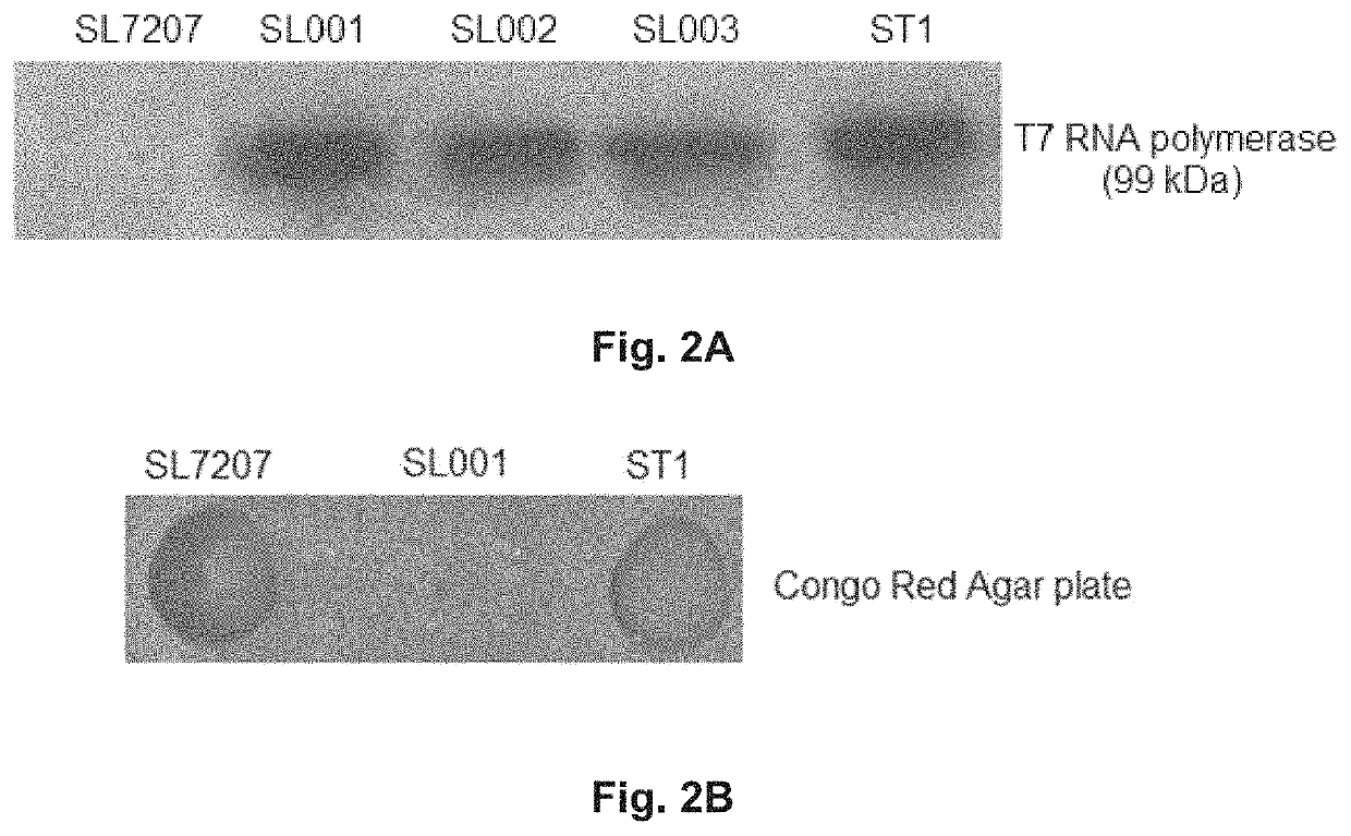 Therapeutic delivery and expression system, methods and uses thereof