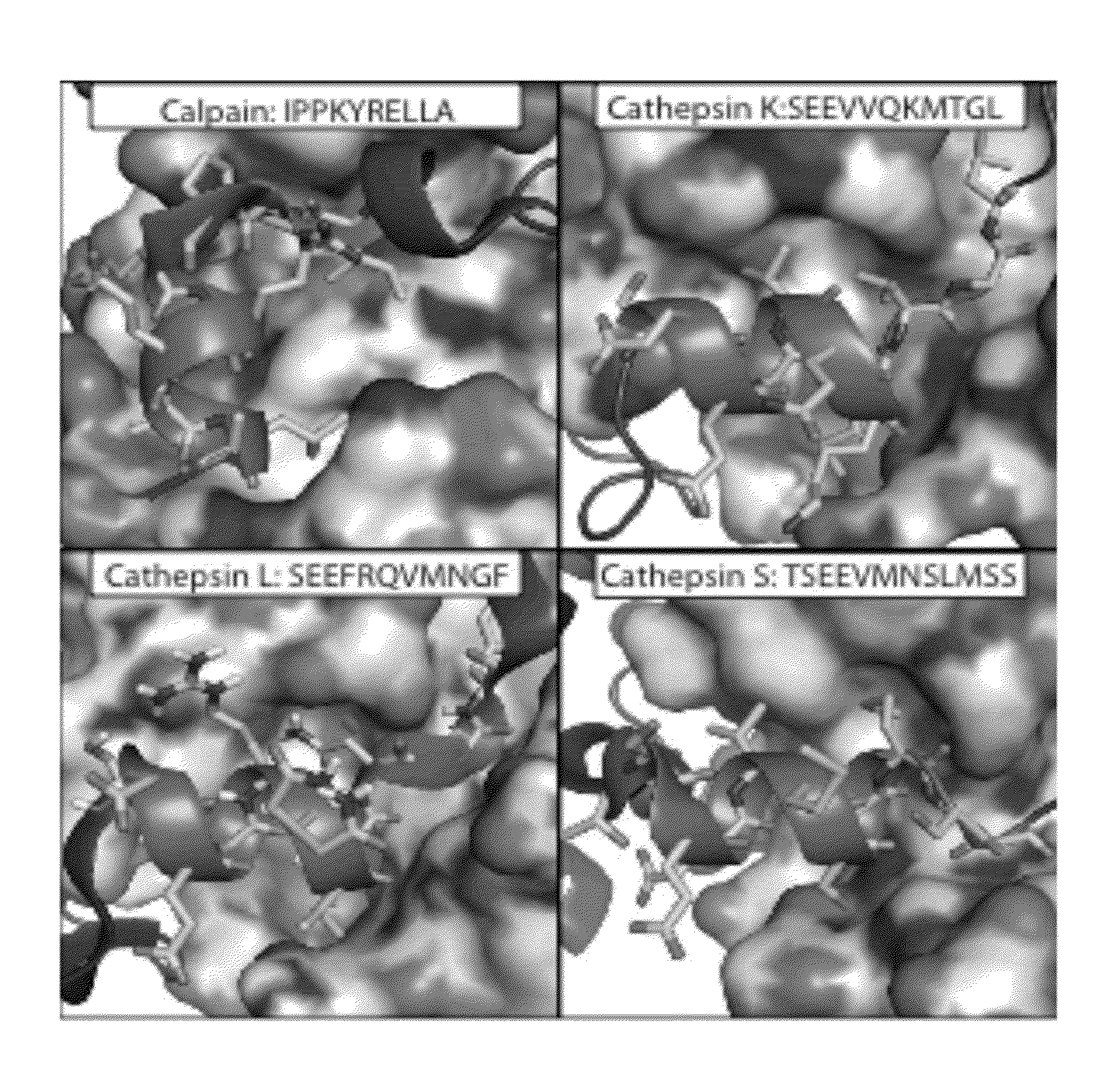 Novel Alpha-Helical Peptidomimetic Inhibitors And Methods Using Same