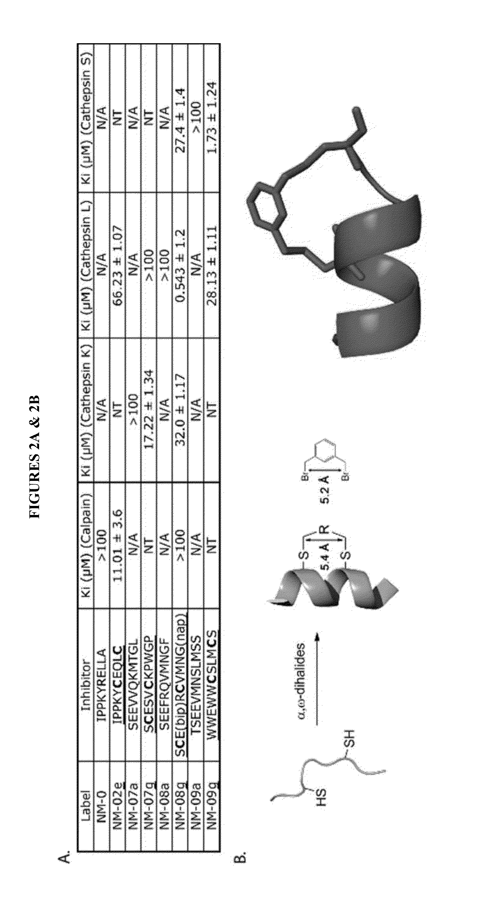 Novel Alpha-Helical Peptidomimetic Inhibitors And Methods Using Same