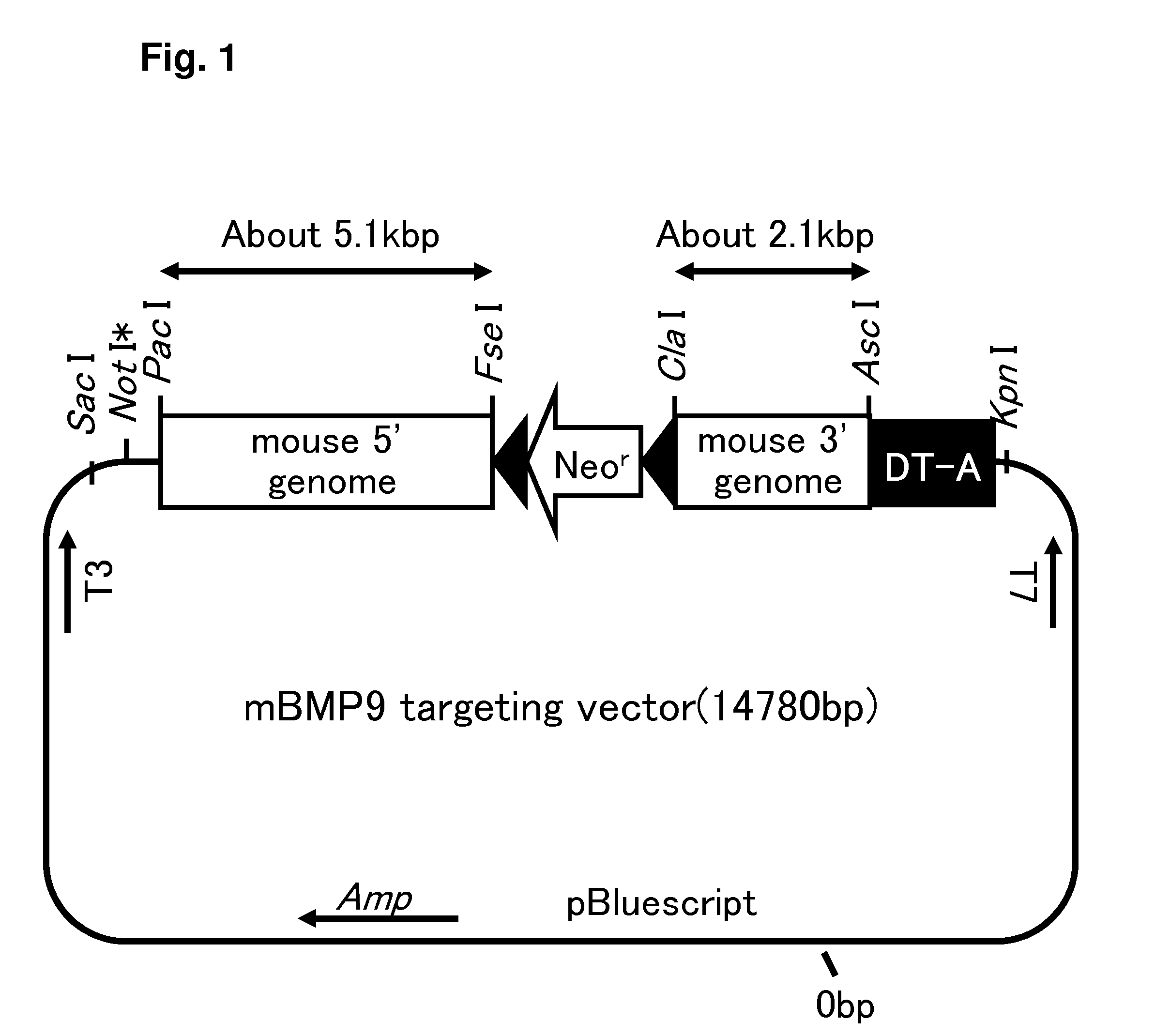 Pharmaceutical agent comprising anti-BMP9 antibody as active ingredient for treatment of anemia such as renal anemia and cancer anemia