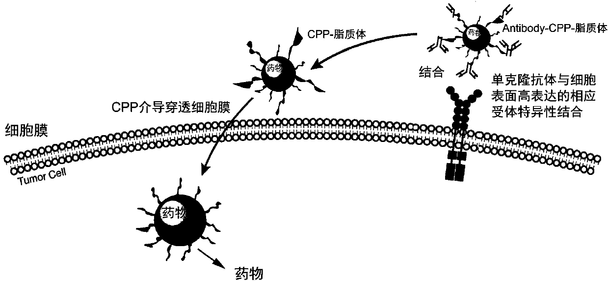 Preparation method of propranolol stealth liposome modified by vascular endothelial growth factor receptor-2 (VEGFR-2) monoclonal antibody and casein phosphopeptides (CPP) jointly, and products thereof