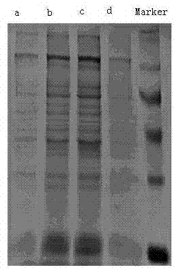 Method for extracting protein from frozen cow semen