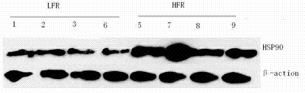 Method for extracting protein from frozen cow semen