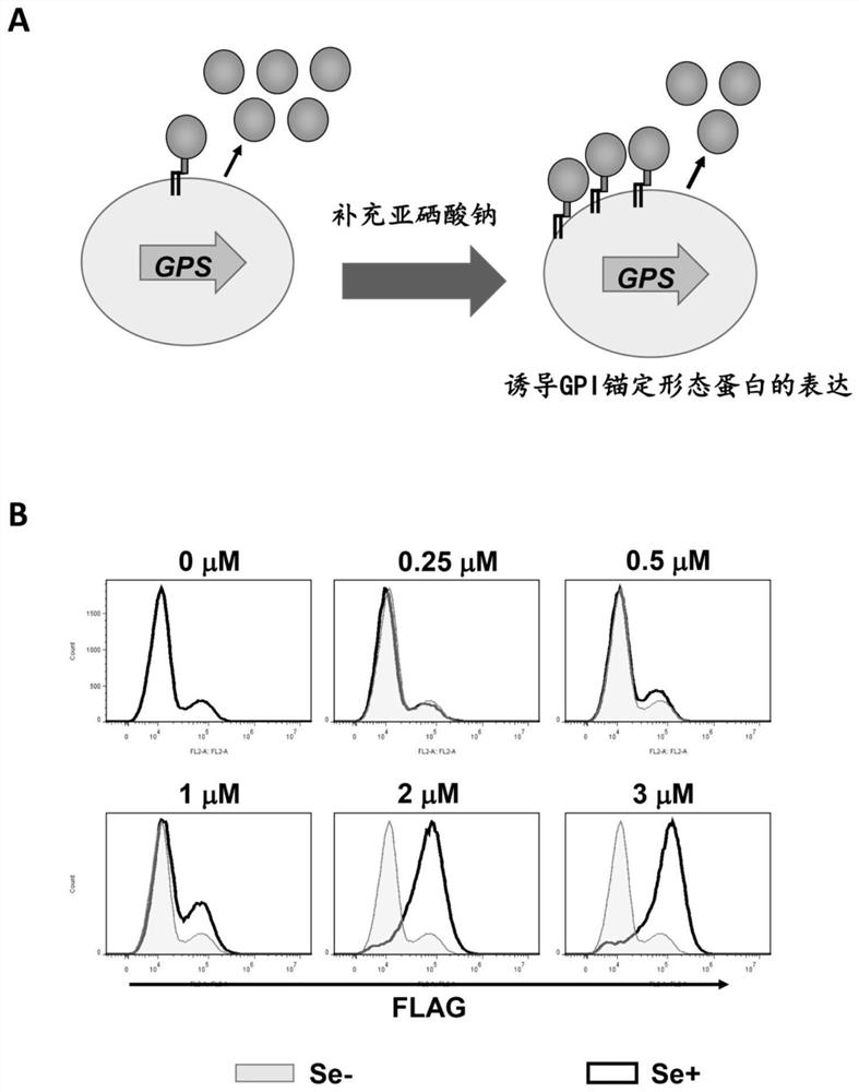 GPI anchoring protein expression system containing selenocysteine and cell with high-expression of recombinant protein