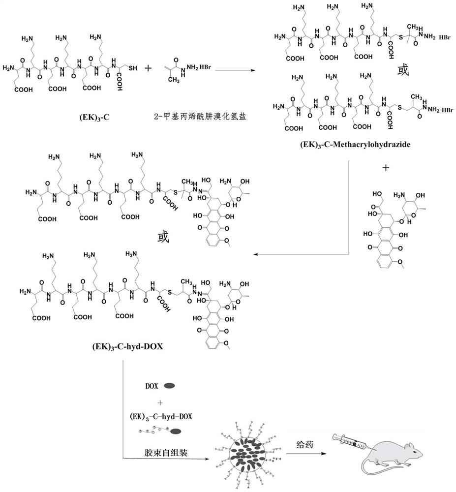 Sulfydryl-containing zwitterionic polypeptide modified doxorubicin derivative, nano-micelle and preparation methods of doxorubicin derivative and nano-micelle