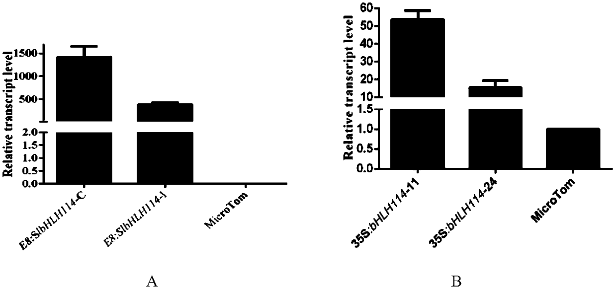 Application of transcription factor involved in regulating tomato steroid alkaloid synthesis