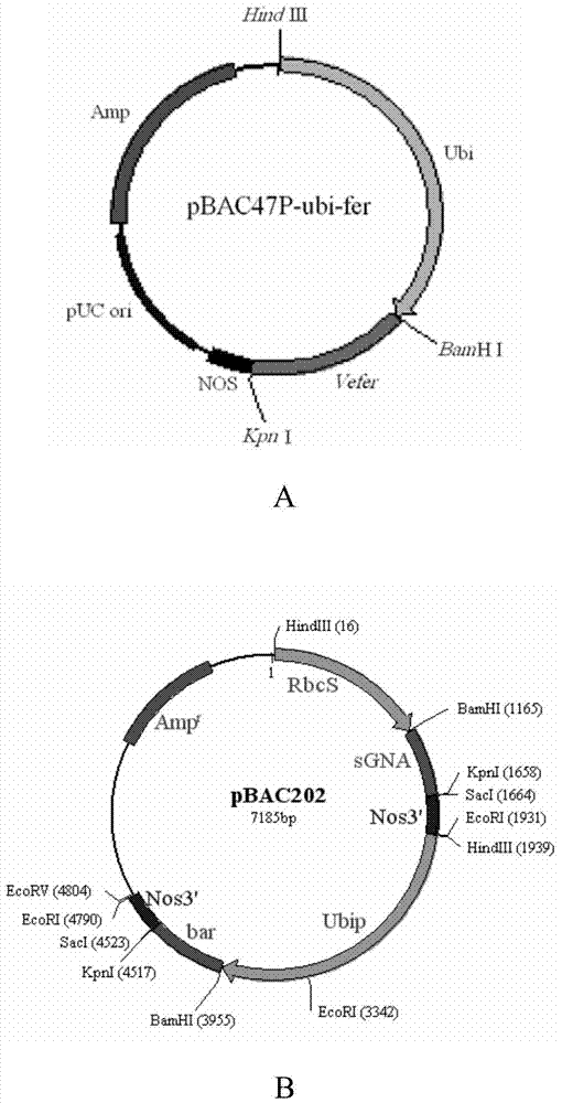 Protein related with heat resistance of plants as well as encoding gene and application of protein