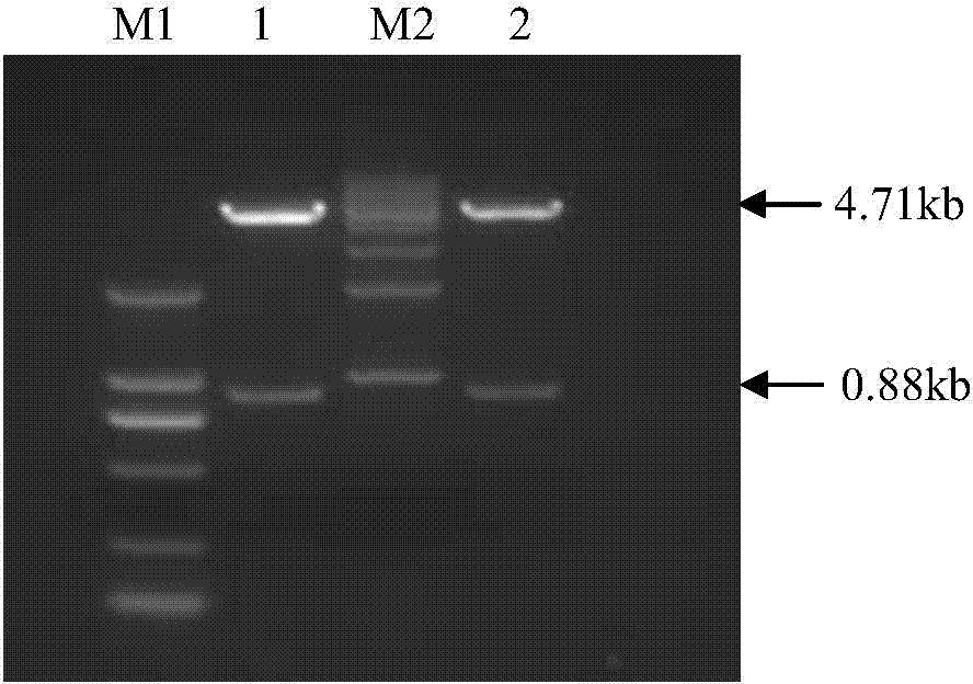 Protein related with heat resistance of plants as well as encoding gene and application of protein