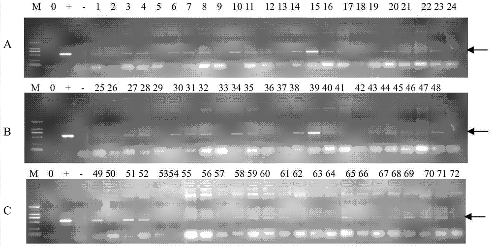 Protein related with heat resistance of plants as well as encoding gene and application of protein