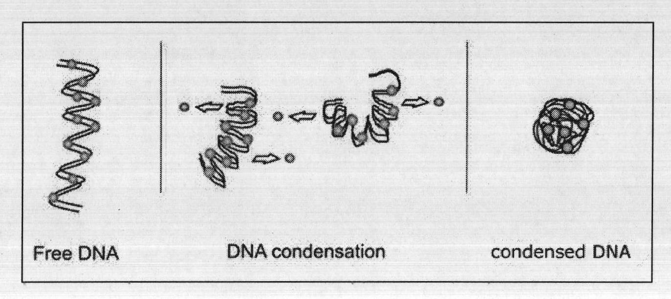 Rapid covalently closed circular DNA purification kit