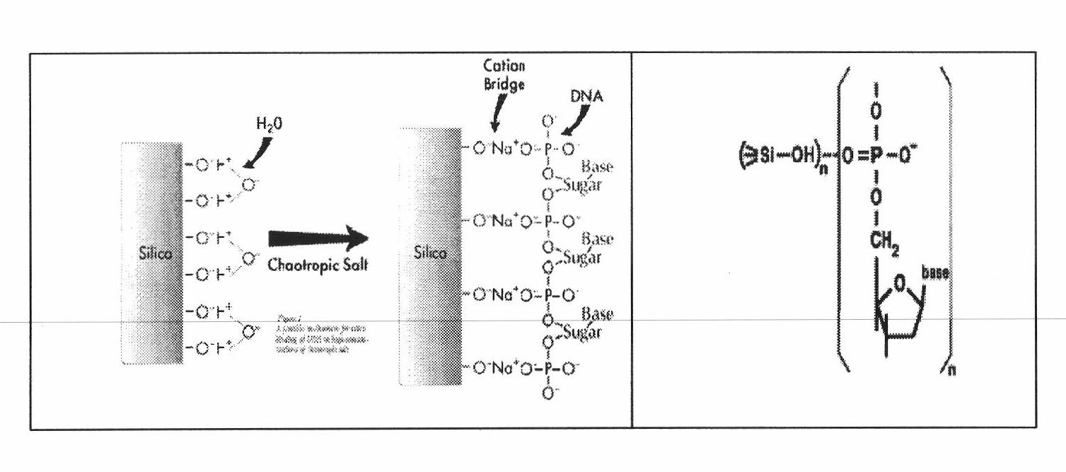 Rapid covalently closed circular DNA purification kit