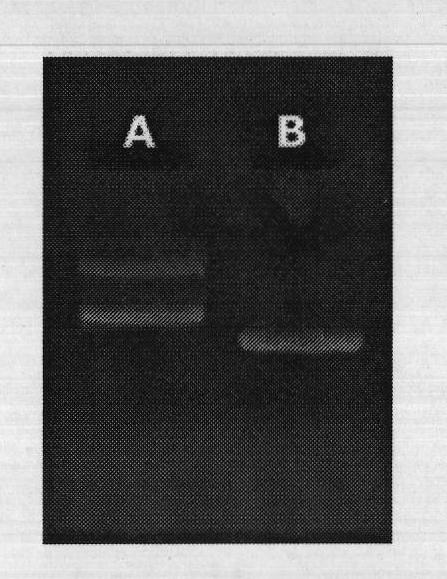 Rapid covalently closed circular DNA purification kit