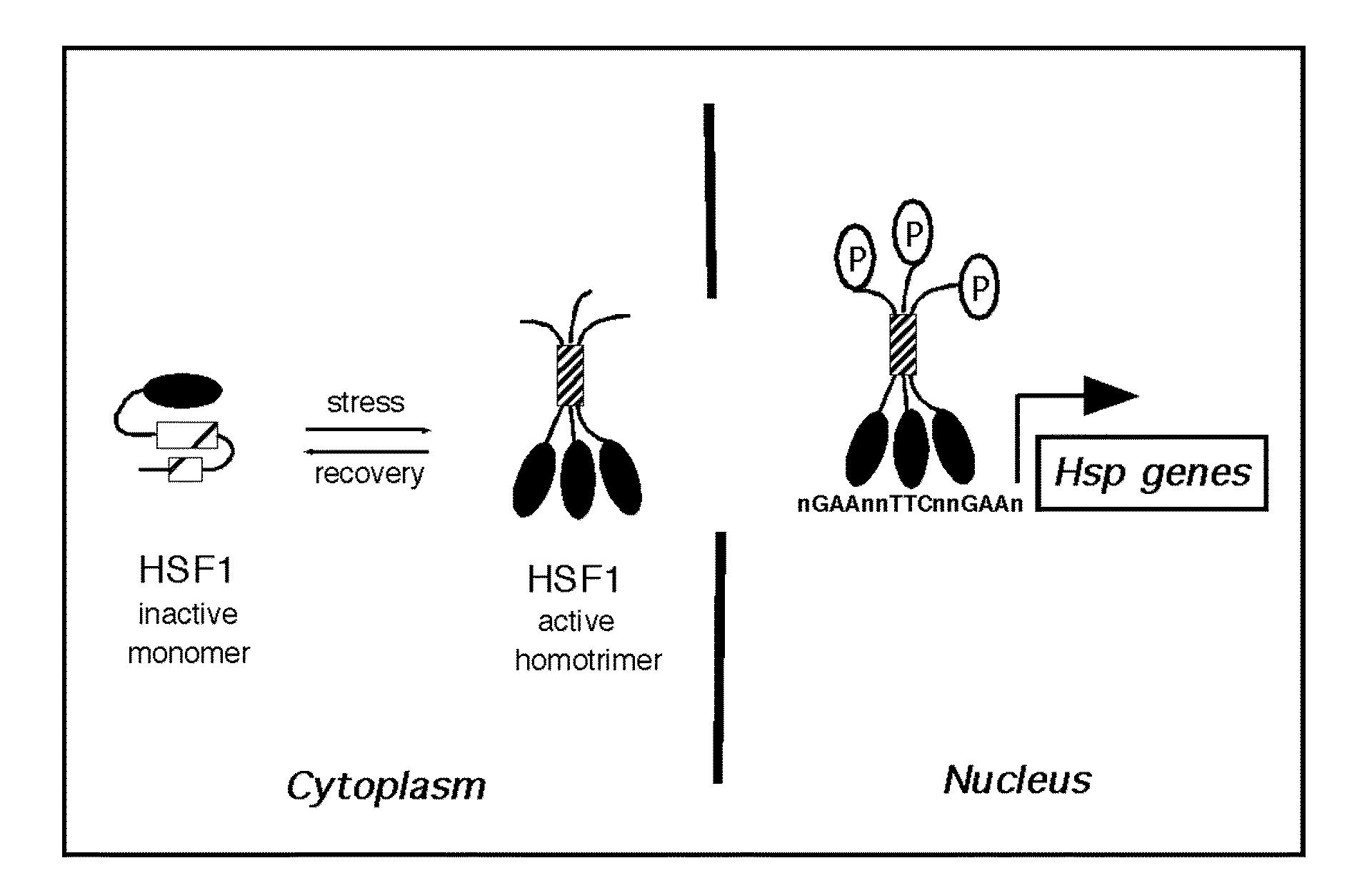 Compositions and methods relating to heat shock transcription factor activating compounds and targets thereof