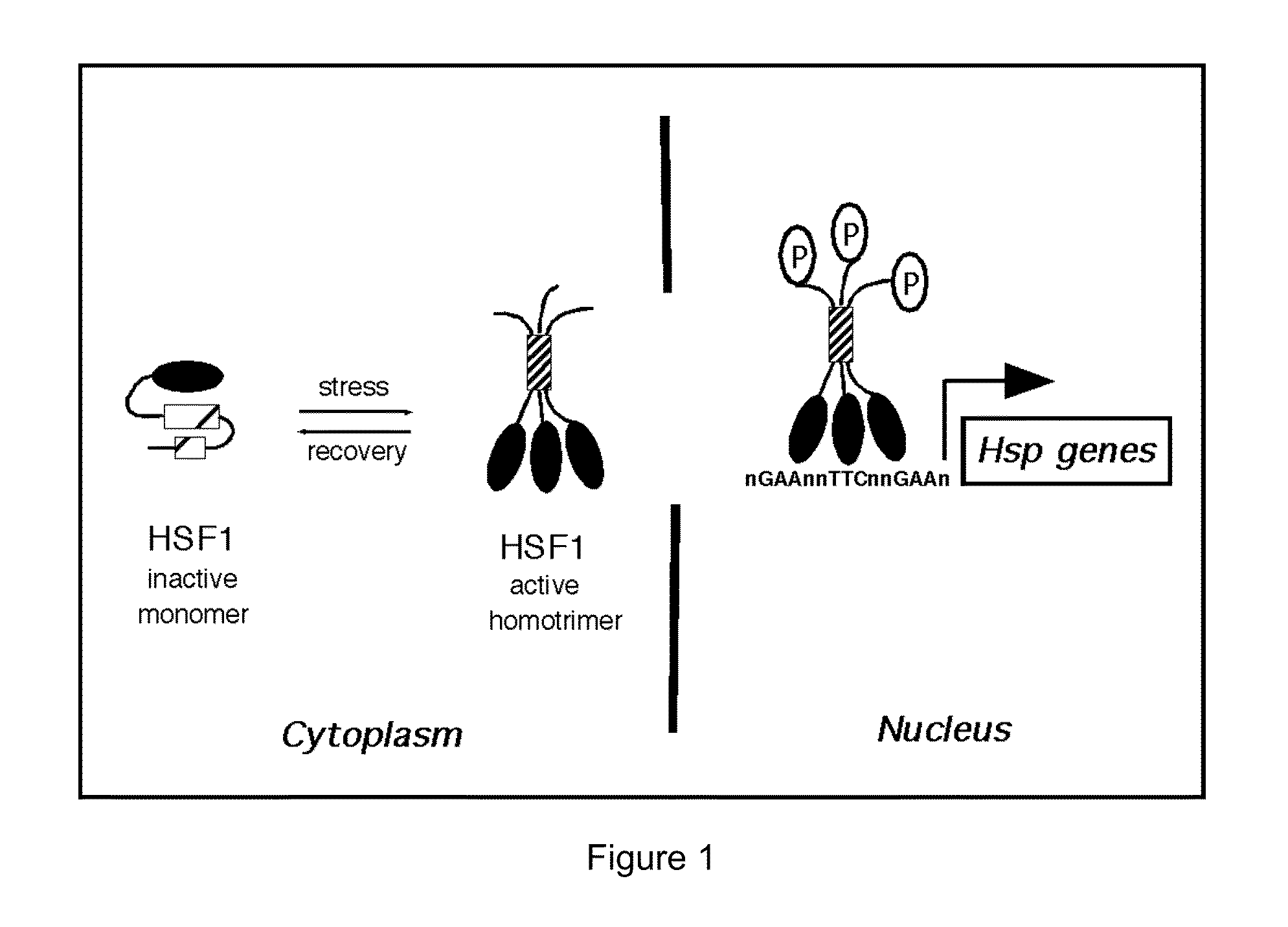 Compositions and methods relating to heat shock transcription factor activating compounds and targets thereof