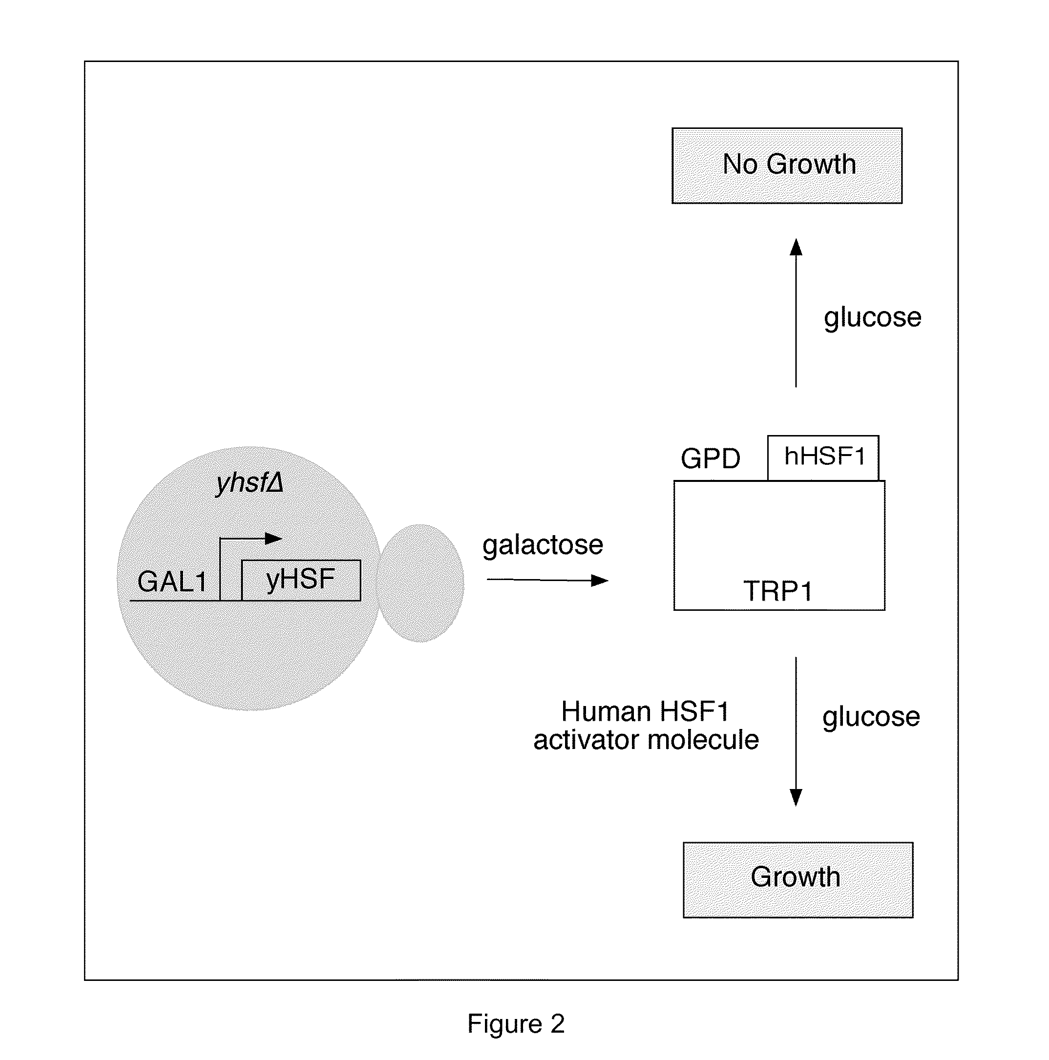 Compositions and methods relating to heat shock transcription factor activating compounds and targets thereof