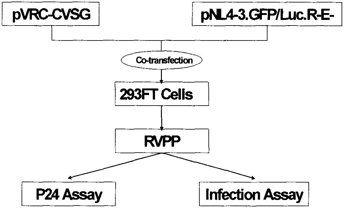 Novel rabies virus fake virus system as well as preparation and application thereof