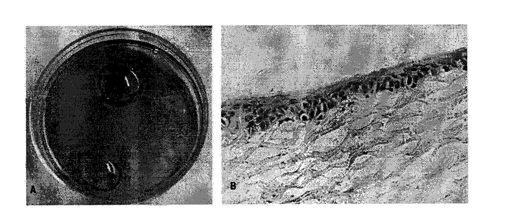 Method for preparing tissue engineered cornea and device of method