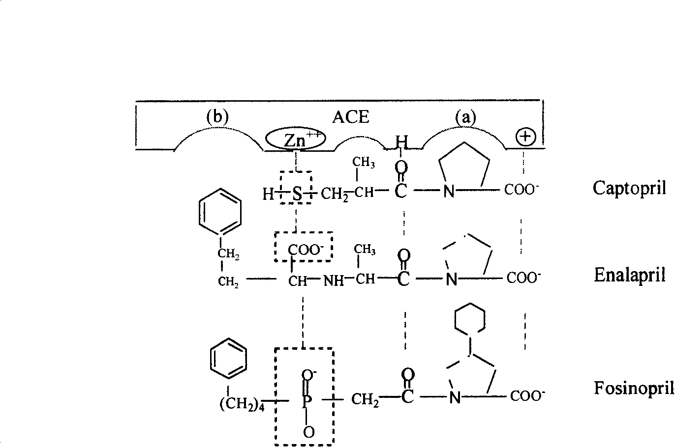 Method for preparing N-[2-(1-ethoxycarbonyl-3-phenylpropylamino)-tauryl]-thiazolidinecarboxylic acid and its derivant