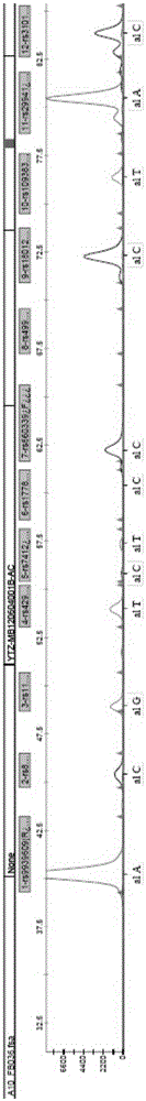 Kit for SNP typing of obesity-prone genes of Chinese population and using method of kit