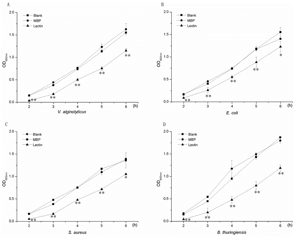 Crassostrea hongkongensis antimicrobial peptide sa-lectin as well as recombinant expression method and application thereof