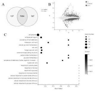 Method for screening hypha-state candida albicans virulence related genes