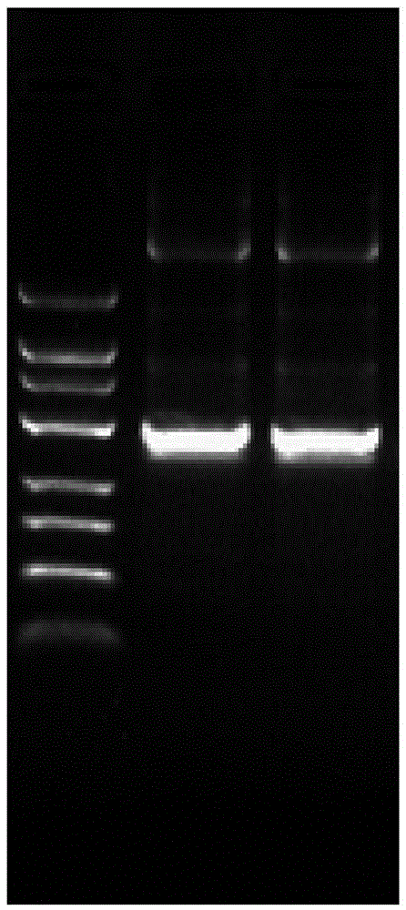 A long non-coding RNA associated with endometrial cancer, its siRNA and its application