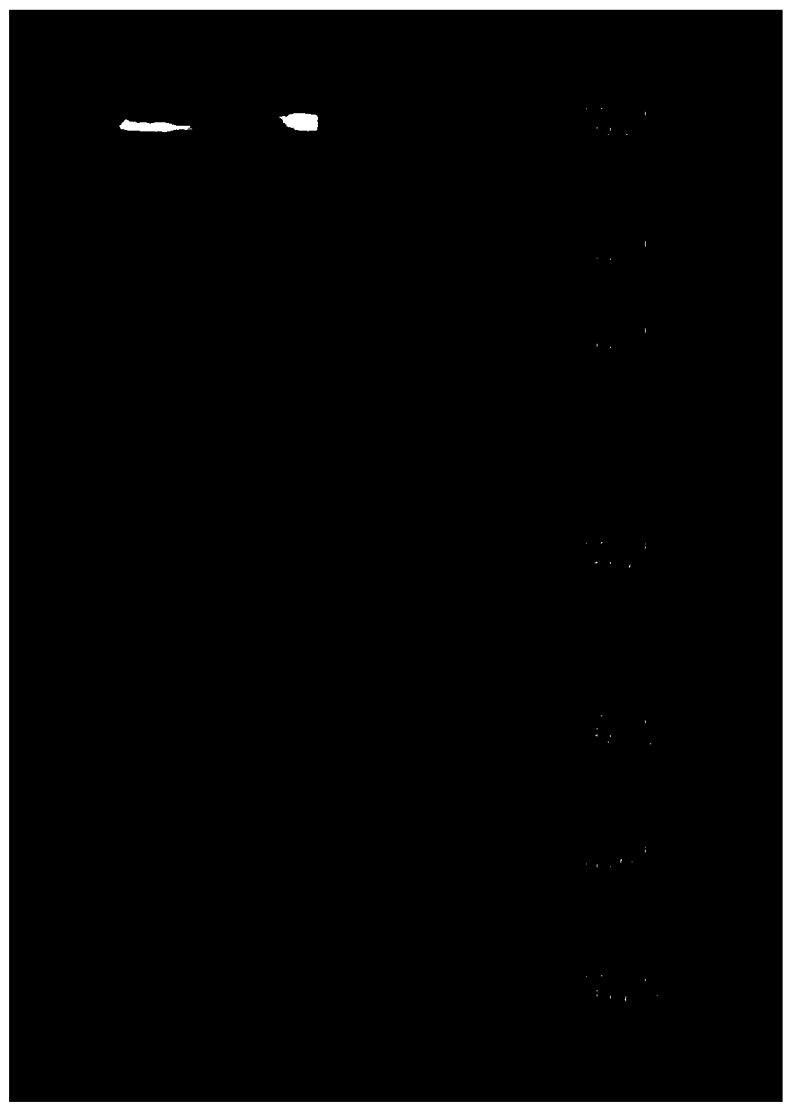 Preparation method for bio-affinity chromatography column rich in P-glycoprotein and application thereof