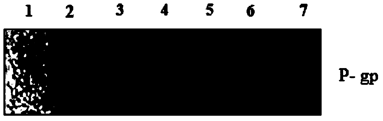 Preparation method for bio-affinity chromatography column rich in P-glycoprotein and application thereof