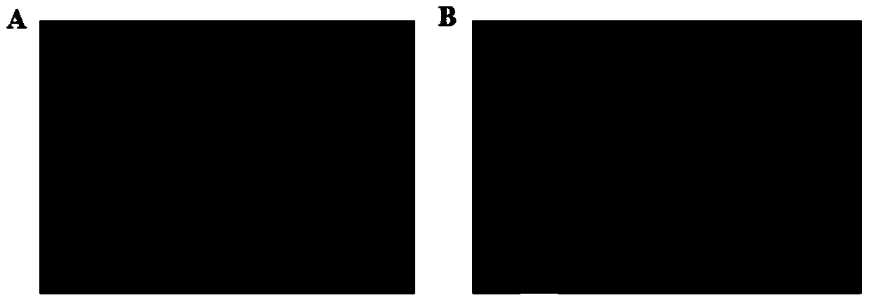 Preparation method for bio-affinity chromatography column rich in P-glycoprotein and application thereof